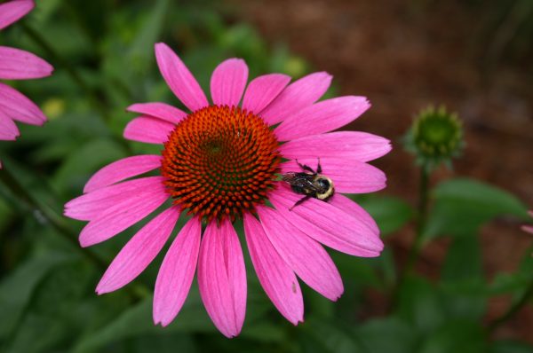 solarizing soil wildflowers