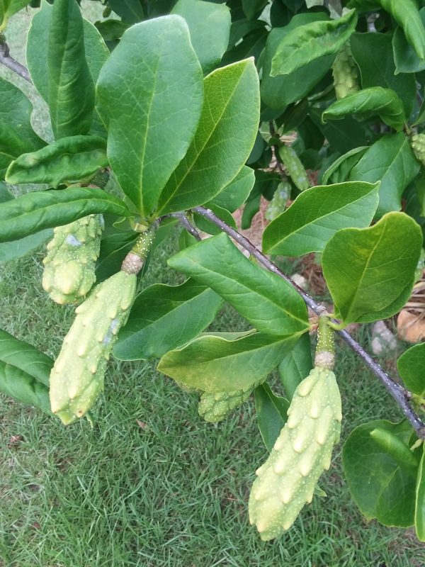 Saucer Magnolia