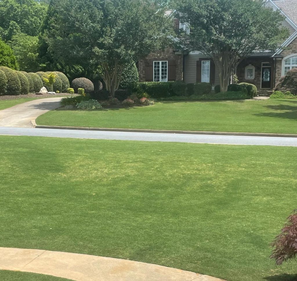 Ground trees yellow thin Bermuda