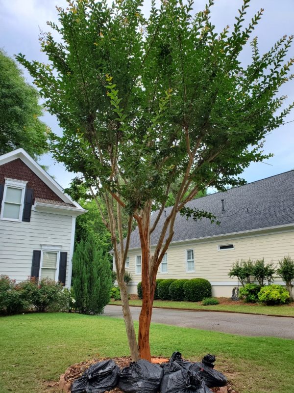 Crapemyrtle 2 | Walter Reeves: The Georgia Gardener Planting Crapemyrtle Near A Driveway
