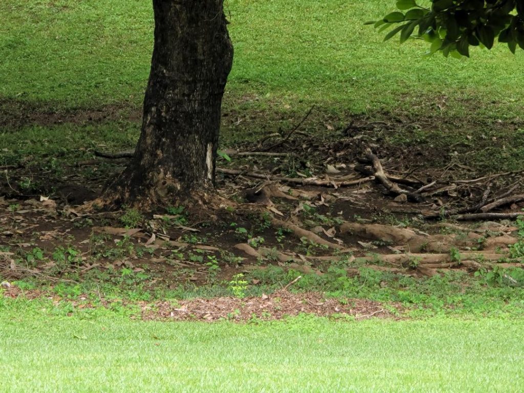 Exposed roots wood chips