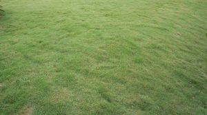 green-up spring