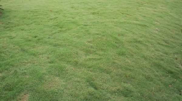 zoysia Cuba 5 | Walter Reeves: The Georgia Gardener green-up spring