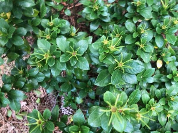 gard | Walter Reeves: The Georgia Gardener