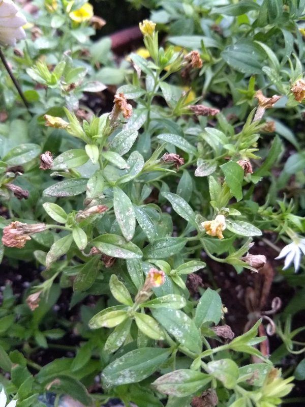 spider mites 1 | Walter Reeves: The Georgia Gardener