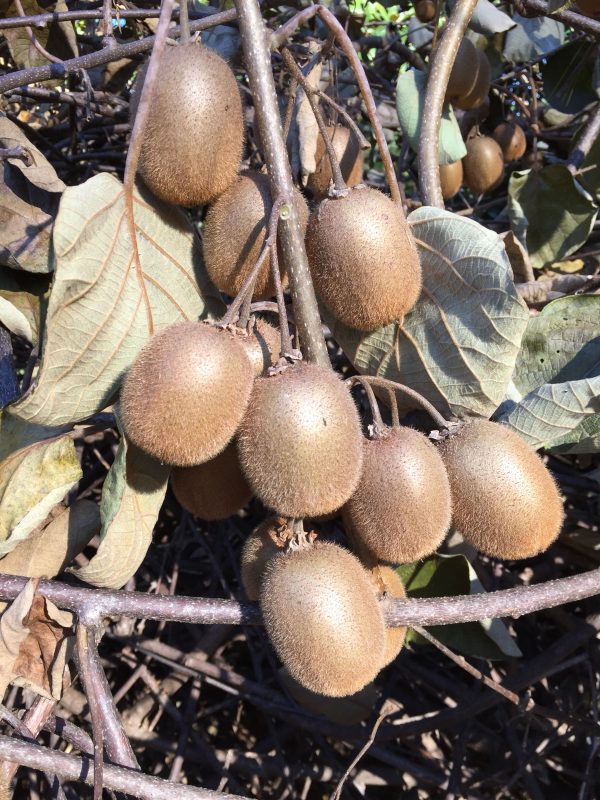 kiwi 6 - Copy | Walter Reeves: The Georgia Gardener