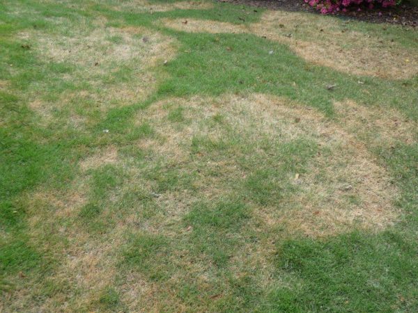 brown patch zoysia 2 Clark Wimer | Walter Reeves: The Georgia Gardener