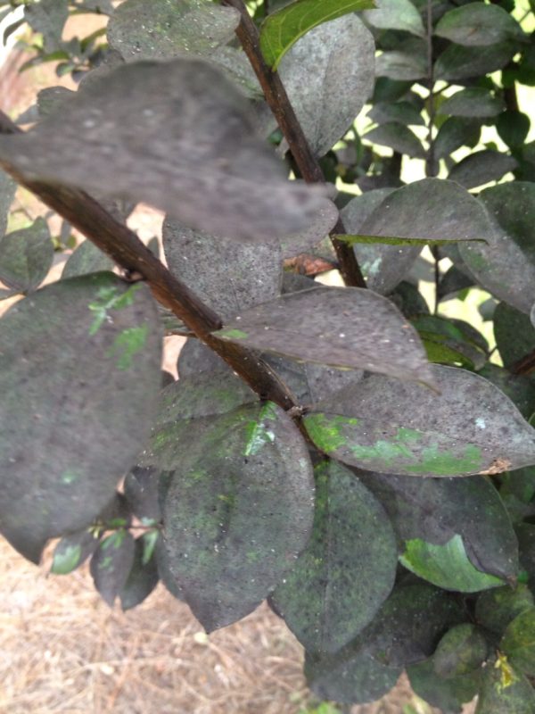 crapemyrtle aphids 2 Stephanie Mathis | Walter Reeves: The Georgia Gardener