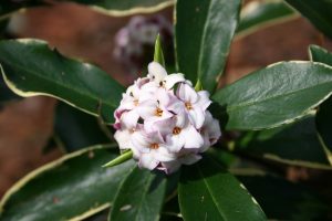 daphne flower 4 | Walter Reeves: The Georgia Gardener