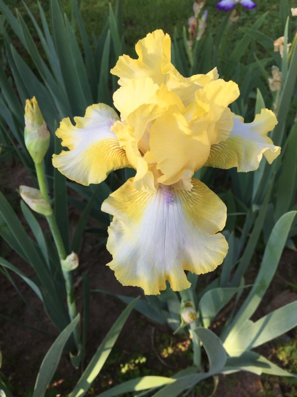 iris yellow 2 | Walter Reeves: The Georgia Gardener