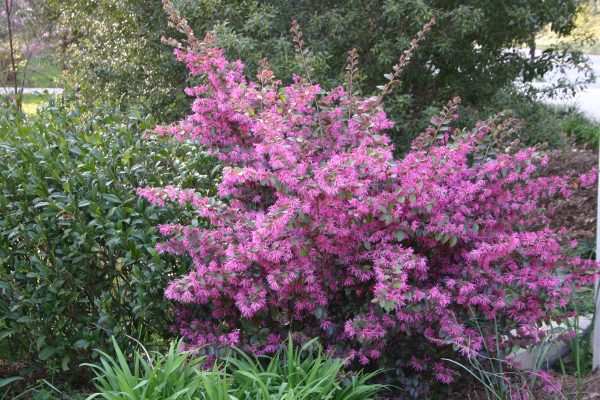 loropetalum shrub | Walter Reeves: The Georgia Gardener