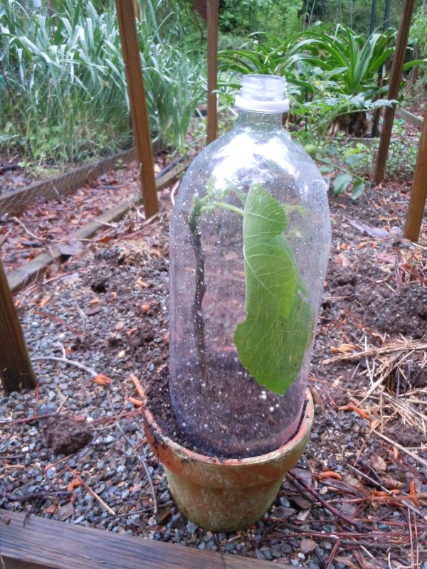 rooting bottle | Walter Reeves: The Georgia Gardener